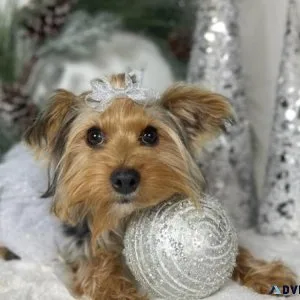 Yorkshire terrier AKC Registered 1 female  and 3 males