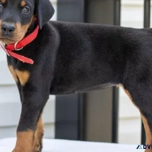 Full AKC Doberman Pinscher Puppies.