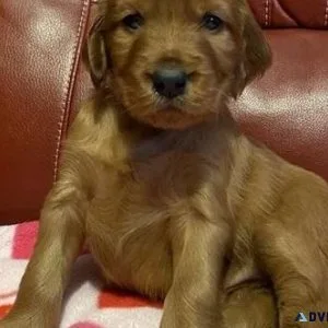 Healthy Irish Setter puppies available