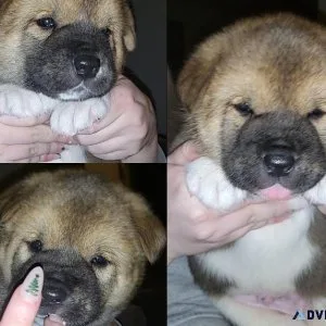 Akita Pup Needs His Forever Home