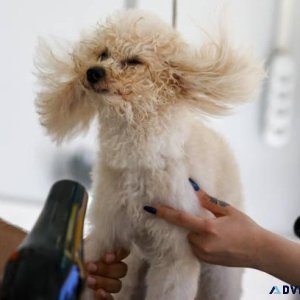 Dog Groomers in Surat Dog Baths Haircuts Nail Trimming