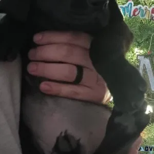 Bloodhound black lab female pup