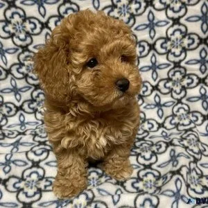 Golden Retriever Puppy