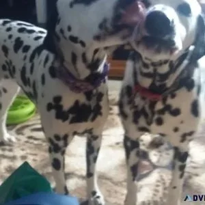 Gorgeous Dalmatian Puppies. Boys and girls