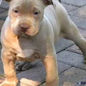 Adorable baby pitbull puppies for adoption