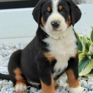 Healthy Greater Swiss Mountain Dog puppies.