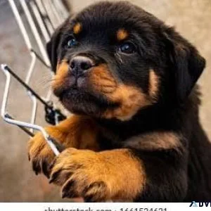 Cute Rottweiler Puppy