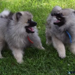 Lovely Keeshond Puppiesmale and female