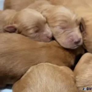 TEDY PUPPIES