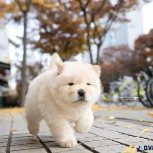 AKC Chow Chow puppies