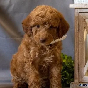 Adorable Irishdoodle Puppiesmale and female