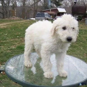 Home raised Komondor Puppies