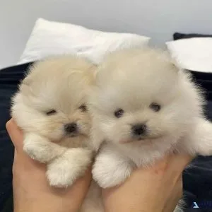 Pomeranian Puppies Available.