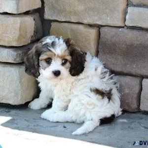 Lovely Cavachon Puppies ready for sale