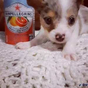Male Chihuahua COMES WITH EVERYTHING YOU NEED