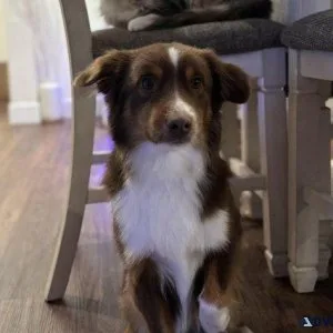 Rehome Miniature Australian Shepherd
