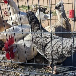 Hens Roosters Turkeys
