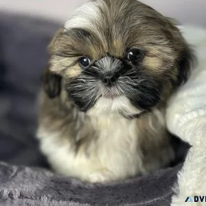 Shih Tzu Puppy For Sale