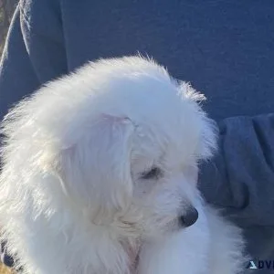 Male Maltipoo