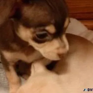 Chihuahua