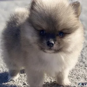 Super Cute Pomeranian Puppy