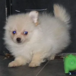 3 Female Pomeranian  Papillon Puppies