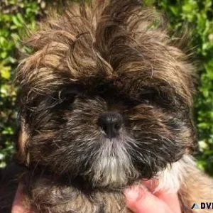 Bichon Shih Tzu Puppies Available