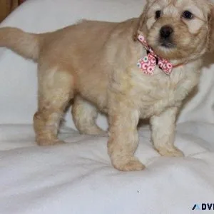 Adorable Golden Cocker Retriever puppies