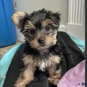 Male Yorkie Pup For Adoption