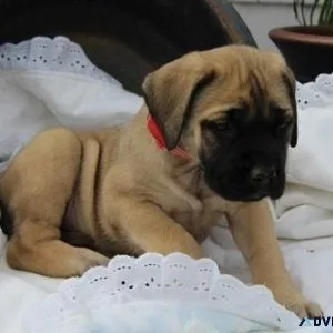 Adorable Bullmastiff Puppies ready for sale