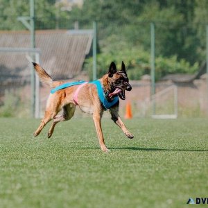 Best Dog Trainer in Surat  Behaviour and Toilet Trainer