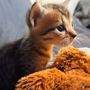 F5 Savannah Kitten female 12 weeks old