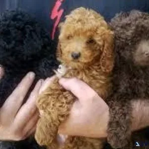 Poodle cross maltese pup