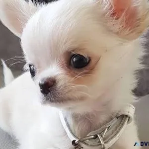 Teacup Chihuahua Puppy