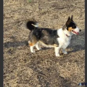 6.5 Months Old Male Corgi Pup For Adoption
