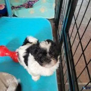 Adorable Lhasa Apso puppies for sale.
