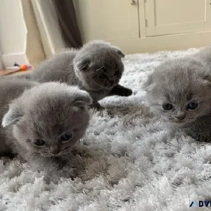 AASS Cute Scottish Fold Kittens sale
