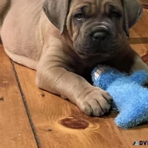 Cane Corso