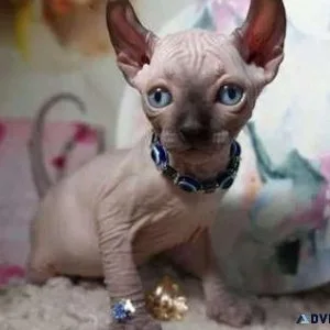 NIN. Q9 Sphynx kitten for Sale