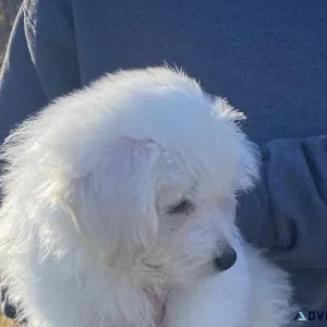 Male Maltipoo