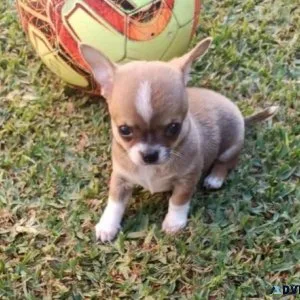 Beautiful cream male chihuahua