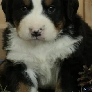 AKC Bernese Mountain Puppies