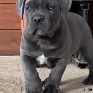 Exquisite Cane Corso Puppies Available in New York