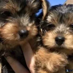 Beautiful Yorkies