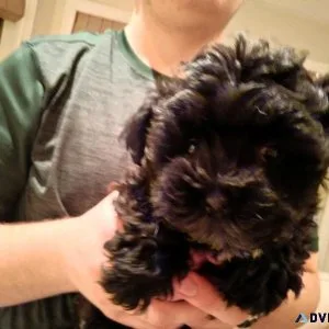 Miniature poodles