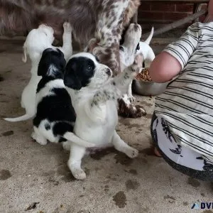 Cute English Setter Puppies. Boys and girls