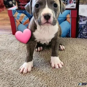 Blue Nose Pit puppies