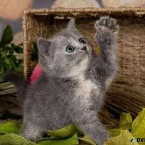EE4 British shorthair kitten for Sale