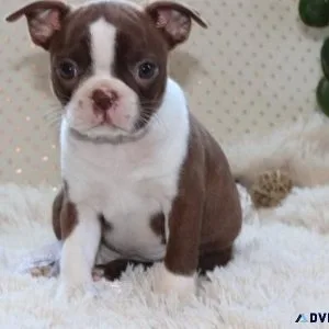 AKC Boston Terrier Puppies ready for sale