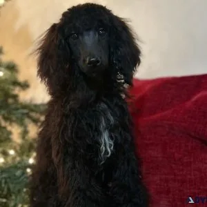 Moyen Poodle Puppy-Michigan